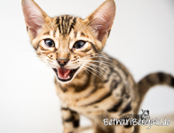 Bengal Katze rosetted